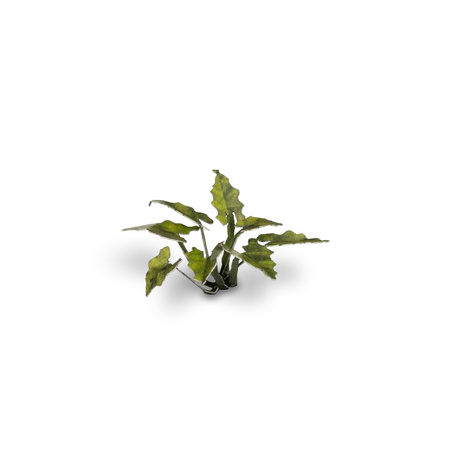 Gamers Grass: Laser Plants - Lords and Ladies - Obrazki plamiste