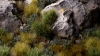Gamers Grass: Blue Flowers (Wild)