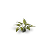 Gamers Grass: Laser Plants - Lords and Ladies - Obrazki plamiste